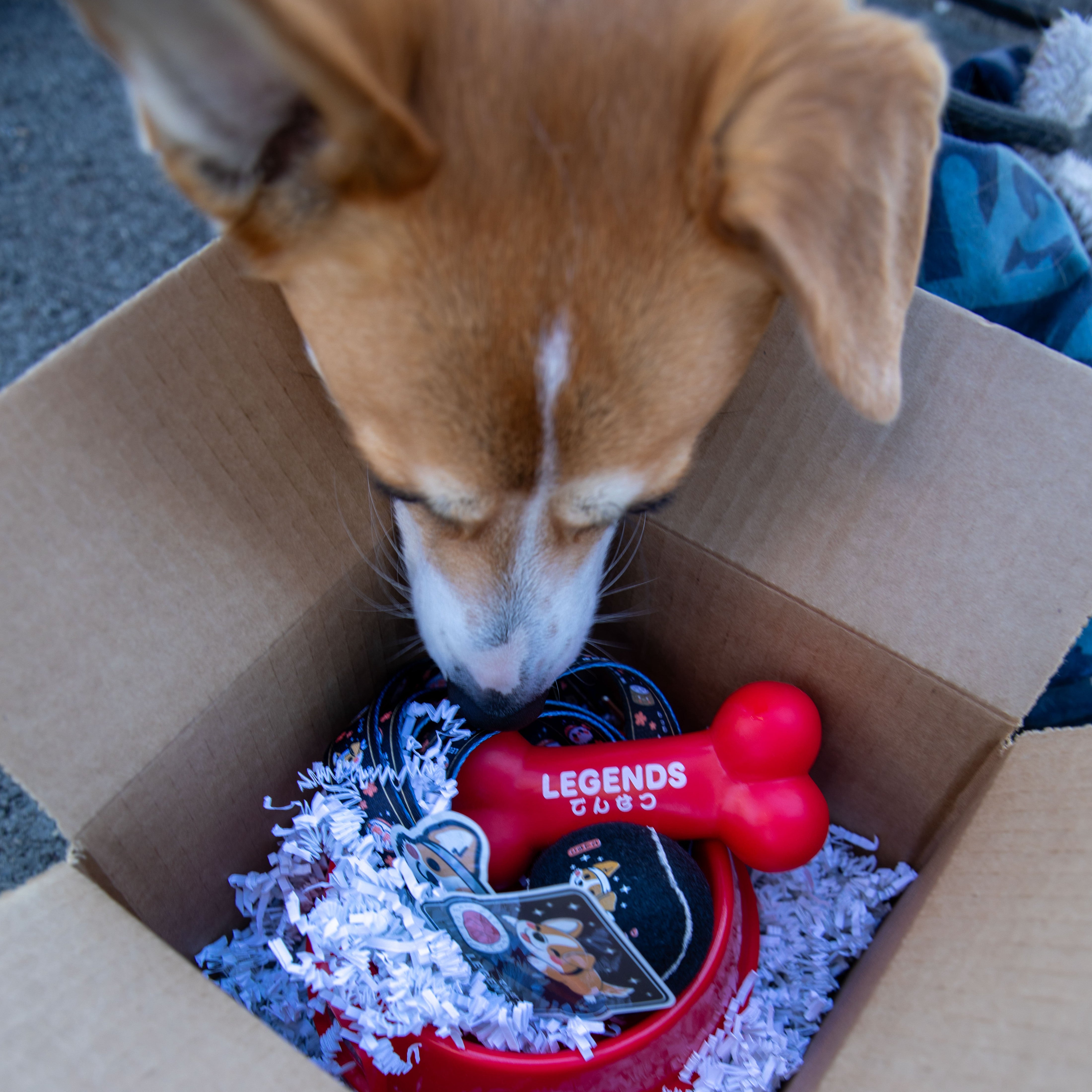 Legends Bark Box - Sparco Sushi
