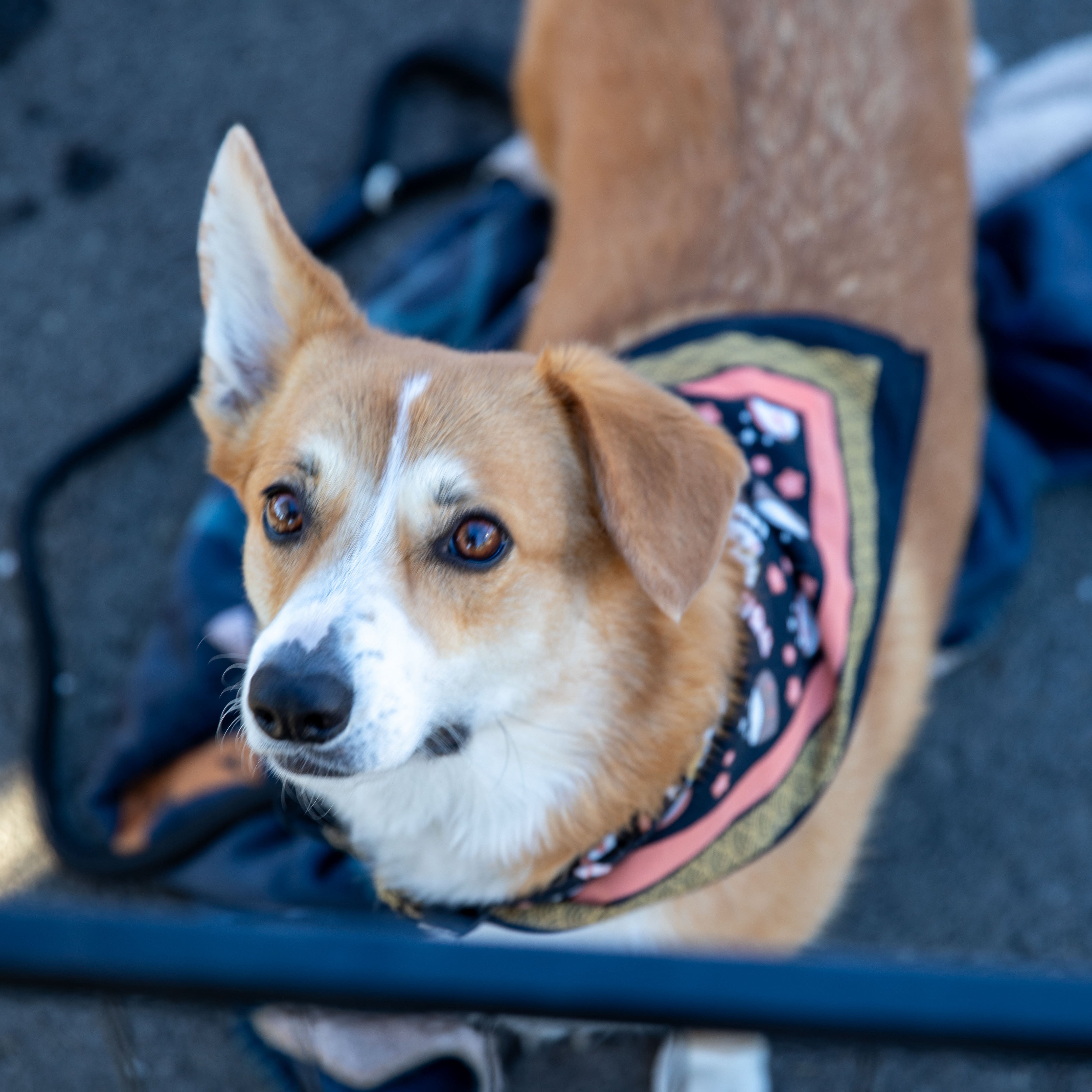 Legends Bark Box - Sparco Sushi